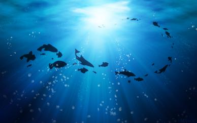 Sim Ocean