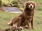 S&atilde;o Paulo passes law allowing pets to be buried with owners