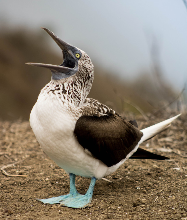South American seabirds fly unusually far north in Panama forced by El Niño