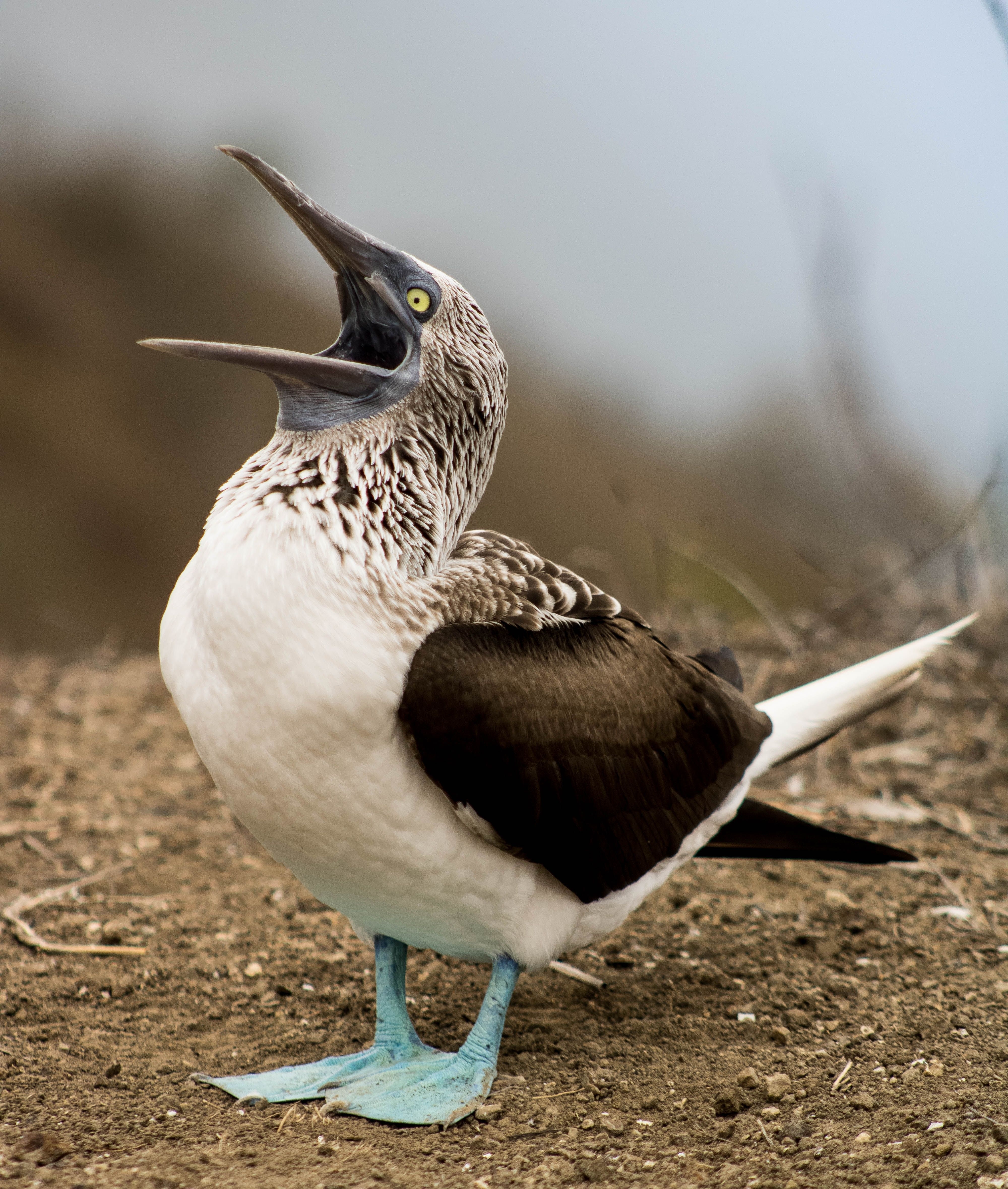 South American seabirds fly unusually far north in Panama forced by El Niño