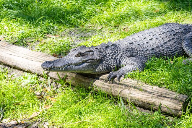 Zookeeper leaps into crocodile enclosure to save injured boy