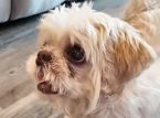 Missing dog found 1,000 miles from home with a brand-new name