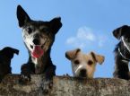Man takes luxury dog hotel to court over constant barking