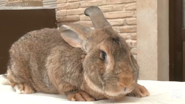 Nuns in the land of Don Quixote try to save the giant rabbit from extinction