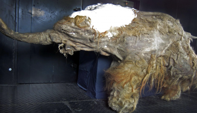 Scientists sequence RNA from 39,000-year-old mammoth, setting new world record