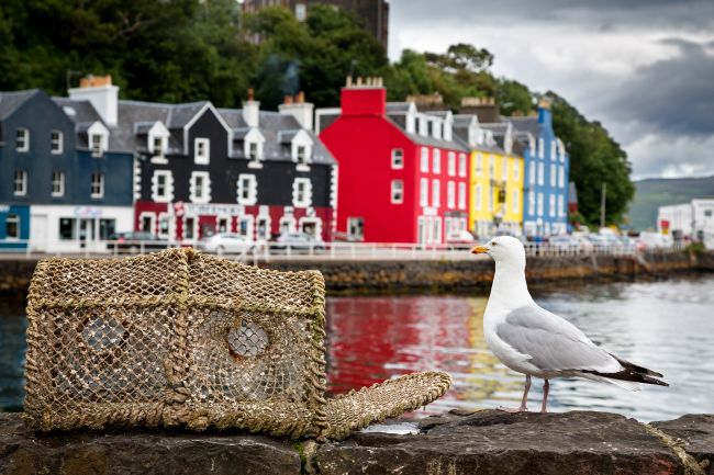 Scotland calls for nationwide seagull summit over fears of death