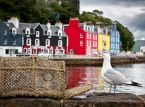 Scotland calls for nationwide seagull summit over fears of death