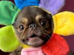 TikTok sensation King Chilli the Pug smashes GoFundMe goal for live-saving surgery