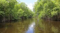 media/09/worldsmangroveforests_4920953t.jpg