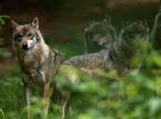Germany moves to legalise wolf hunting after rise in livestock attacks