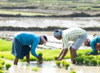 A very dry June and a below-average monsoon are threatening India's agricultural output this year