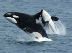 Orcas are returning to Britain's coast in numbers rarely seen before