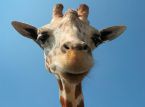 New study suggests giraffes can solve simple math problems