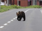 Japan mobilizes troops to fight deadly wave of bear attacks