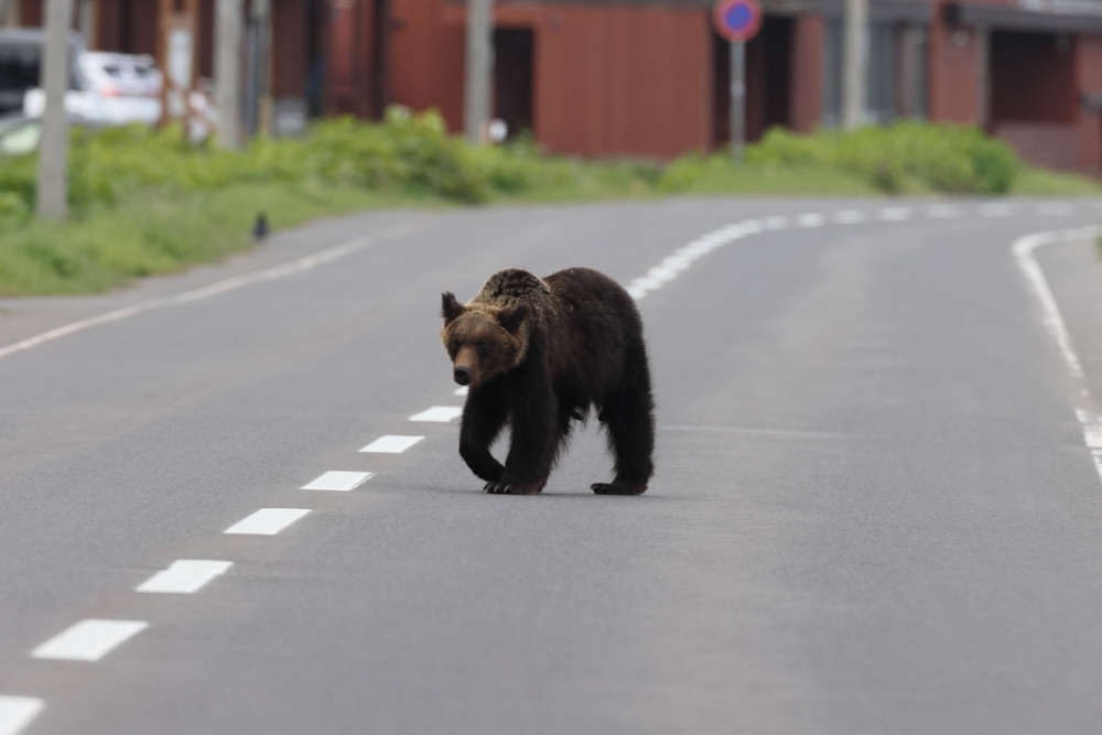 Japanese City Closes 94 Schools After First Bear Sighting