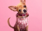 Prime Video's Legally Blonde prequel, Elle, premieres in July