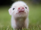 Belgian pigs struggle as temperatures soar to 38&deg;C