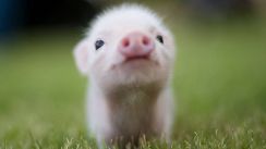 media/14/pigsareintelligent_3381403t.jpg