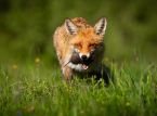 Eighteen animals, birds and insects have been shortlisted to feature on future UK banknotes
