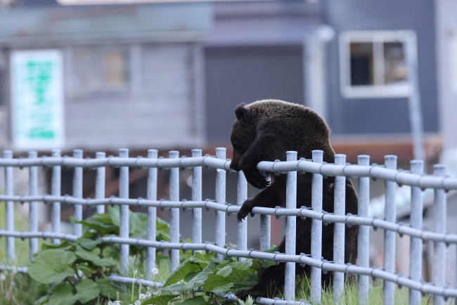 Bear caught attacking man in Japan in CCTV footage