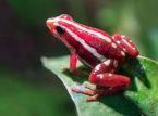 Everything you need to know about the dart frog toxin allegedly used to kill Alexei Navalny