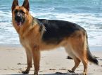 German Shepherd survives two-hour ordeal adrift in the North Sea