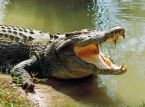 Giant reptile wears wedding dress for bizarre Mexican ceremony