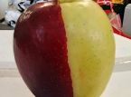 Rare chimera apple becomes an overnight sensation in New Zealand