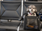 EU changes rules for travelling with pets from April 22: List of affected animals and requirements