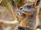 Three kangaroo-like wallabies rescued in cannabis farm raid far from their natural Antipodes