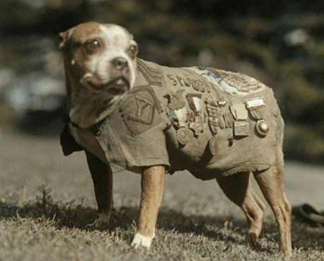 Dog accidentally fires shotgun, injures woman in Nebraska