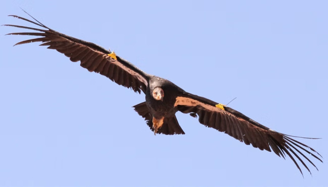 California condor spotted in Oregon for the first time in over 100 years