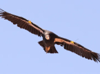 California condor spotted in Oregon for the first time in over 100 years