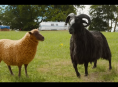 The Sheep Detectives will be coming to Prime Video as soon as tomorrow