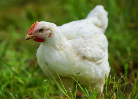 Veterinarians call for a total ban on chicken cages in the UK