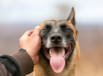 Study identifies oldest known dog dating back 15,800 years