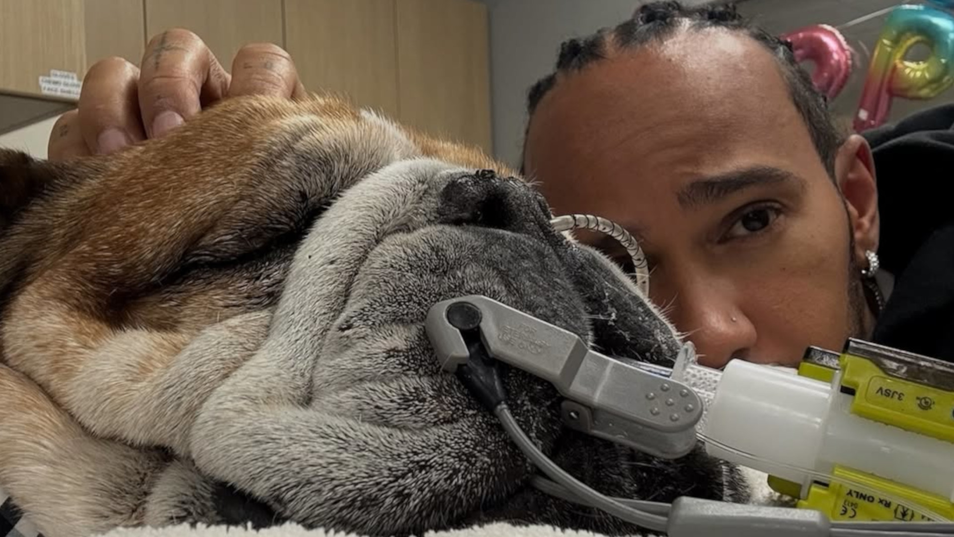 Lewis Hamilton's dog Roscoe is in a coma: The Formula 1 champion shares heartfelt message - - Gamereactor