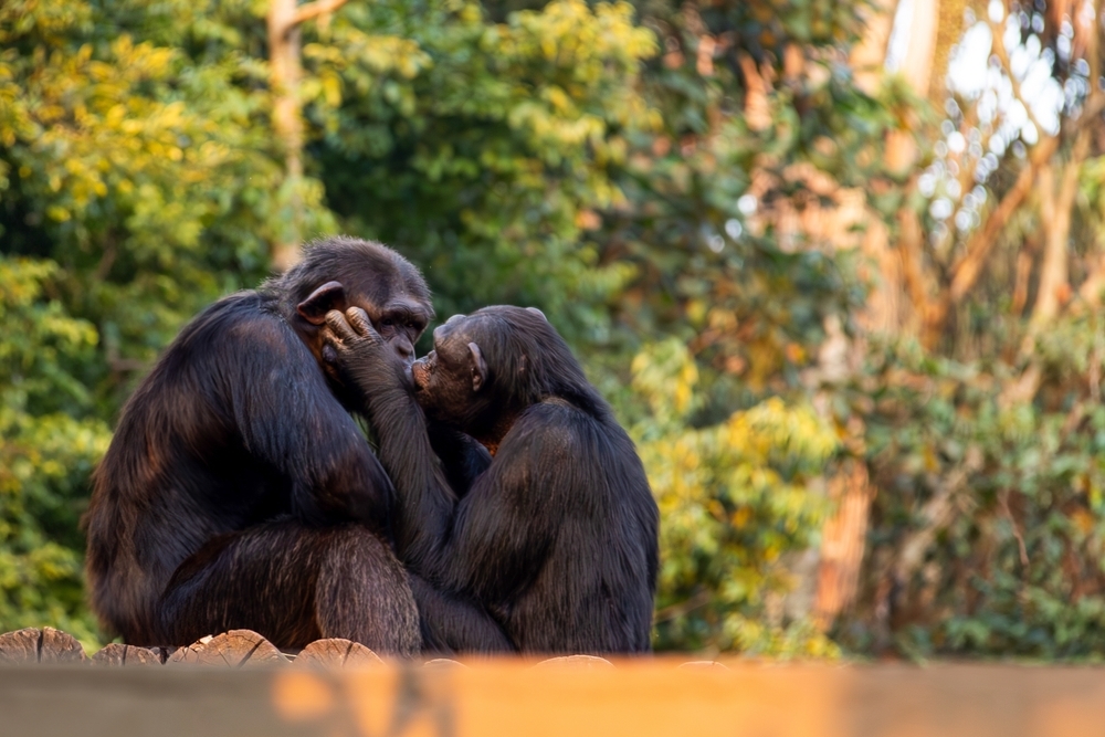 Scientists trace when humans first started kissing, and discover it ...
