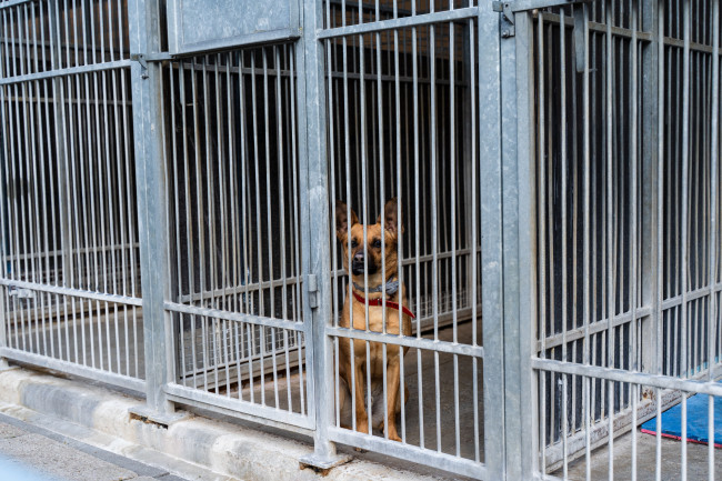 Dozens of dogs rescued from scam shelter in Uganda
