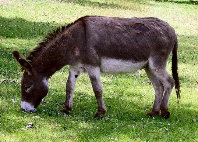 Donkey therapy helps psychiatric patients find new confidence