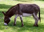 Donkey therapy helps psychiatric patients find new confidence