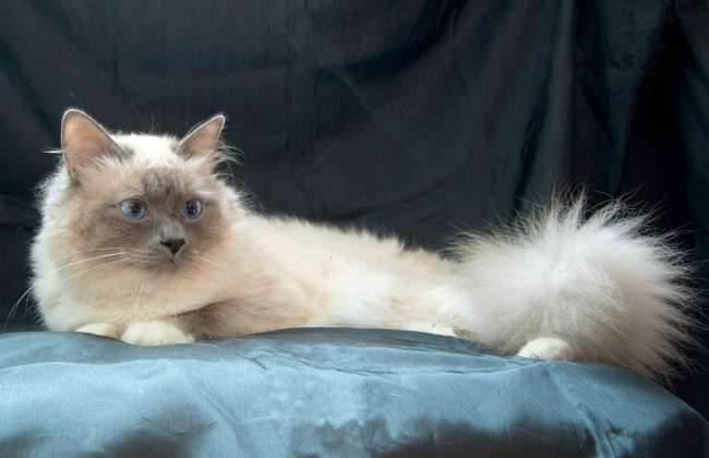 The world's most pampered cat hasn't inherited anything, despite .5 million mentioned in the will