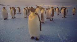 media/43/gameevenpenguins_164370t.jpg