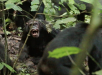 Wild chimpanzees observed waging a "civil war" (thought uniquely human) in unprecedented study
