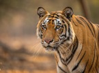 Four Bengal tiger cubs unexpectedly born amid Cuba's energy crisis