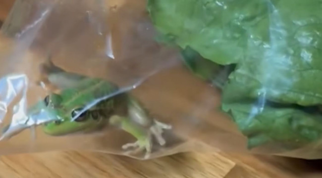 Grocery shoppers shocked by live frog in bag of lettuce
