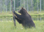 EU environment chief says rewilding borders could help deter invasions: "We need to invest in nature"