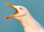 Man allegedly punches seagull to death after snack theft