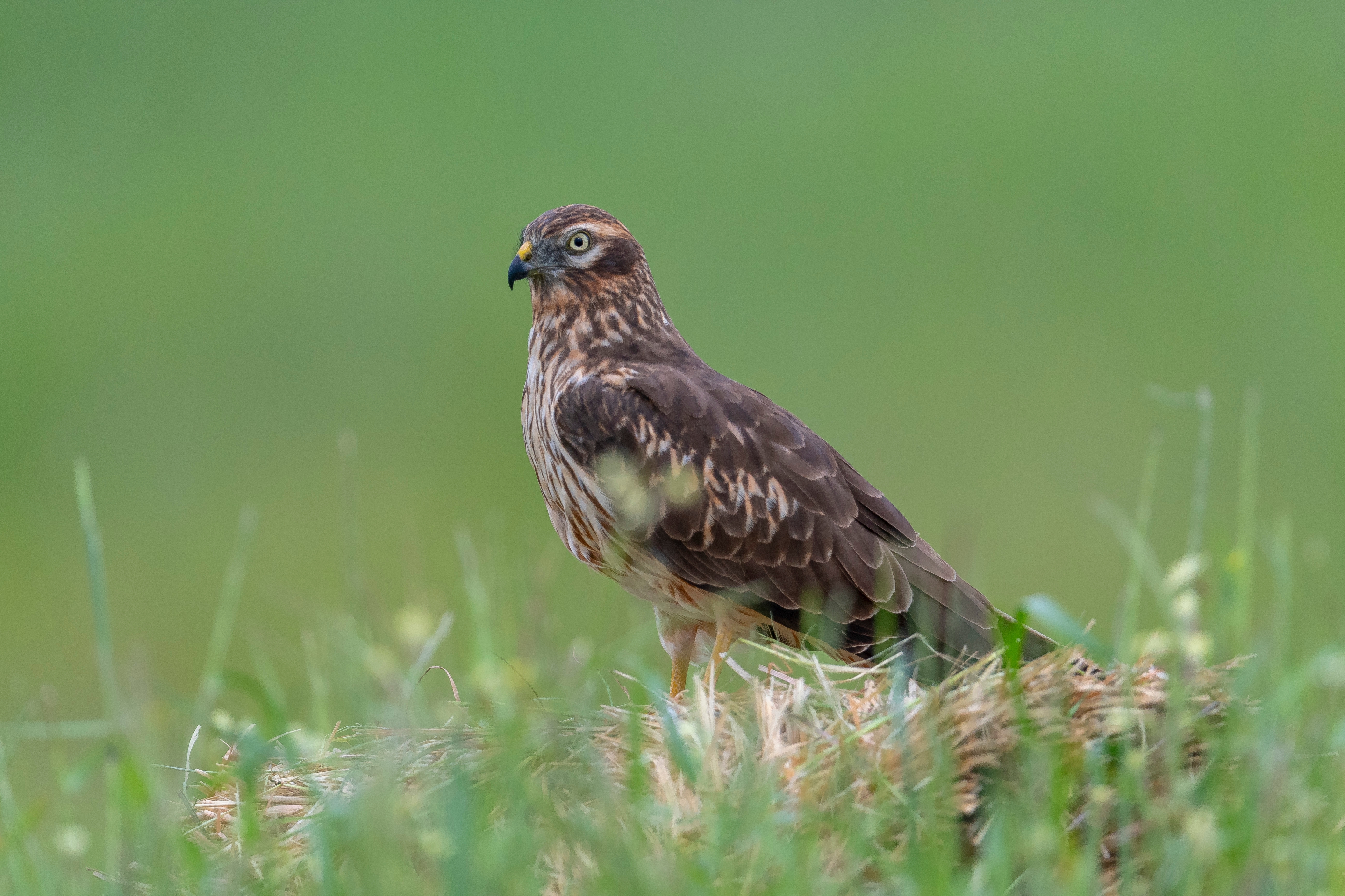 Rarest bird of prey in the UK rears chicks in secret location