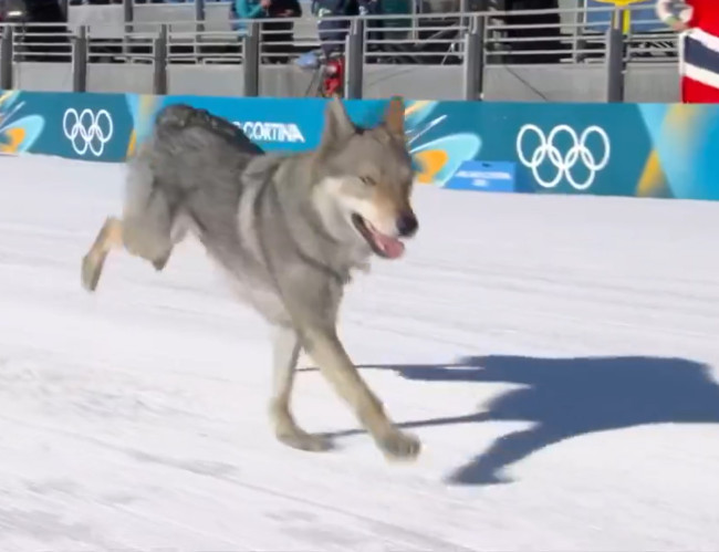 Local good boy Nazgul crashes into ski race at the Olympics: he is 